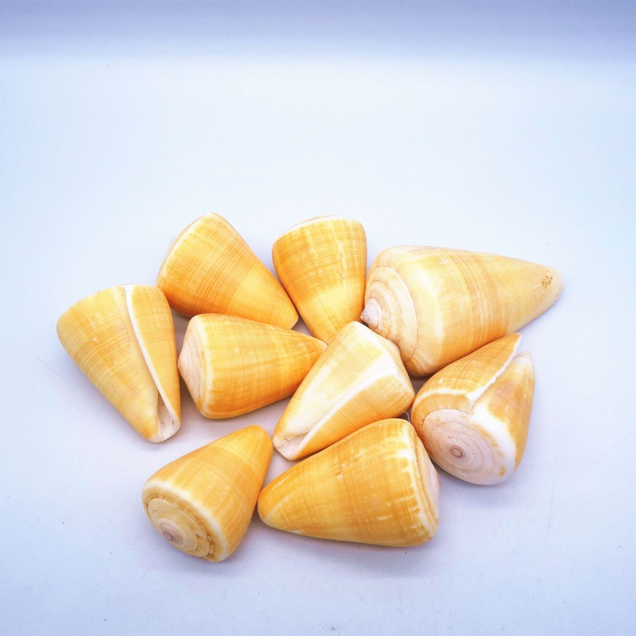 厂家批发海螺贝壳黄芋螺黄色玉米时尚家居饰品摆件装饰  鱼缸造景