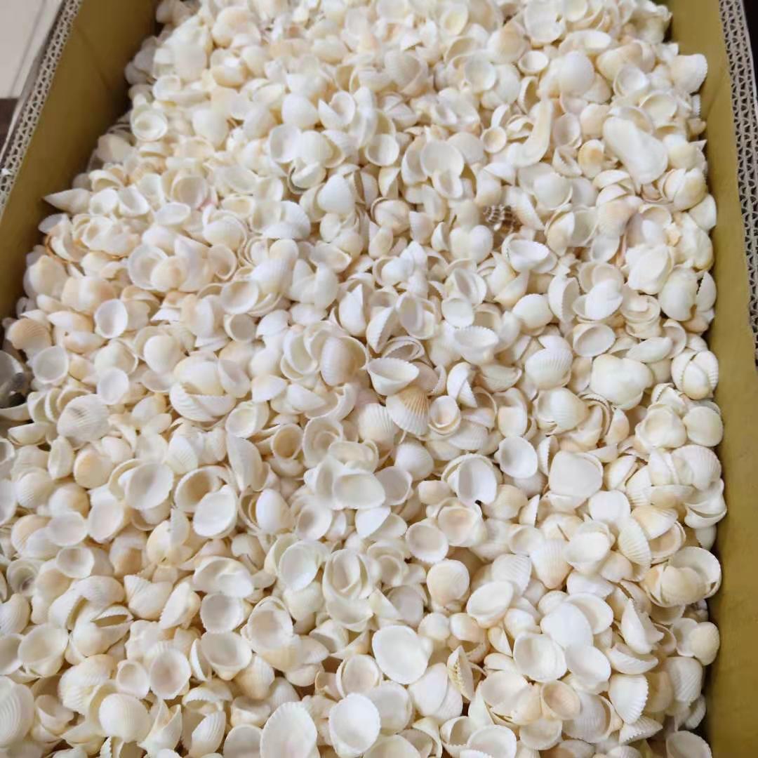 鸟头贝 天然海螺贝壳手工制作配件按斤批发1-2厘米 白贝壳