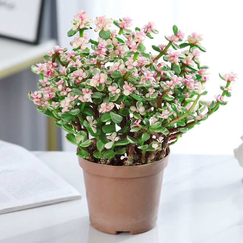 金枝玉叶多肉花植物带盆室内好养肉肉小盆多肉老桩大颗-阿里巴巴