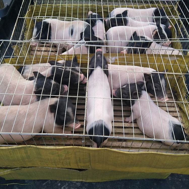 仔图片养种猪仔技术 大量出售种猪仔特点 巴马香猪仔图片种猪仔批发