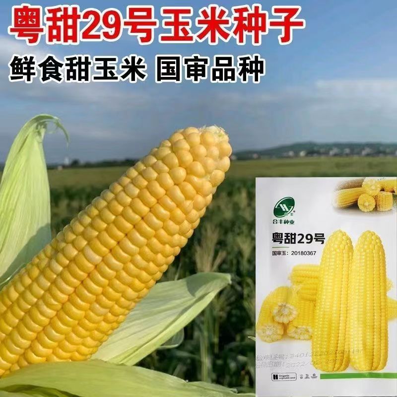 yuetian no. 29 fruit corn seeds early maturity high yield super sweet raw eat extra large corn seed four seasons vegetable seeds