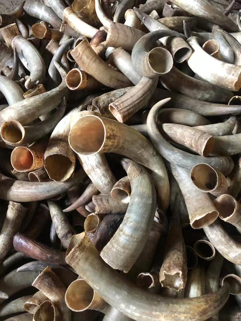 供应水牛角原材料源头厂家价格美丽欢迎来电咨询