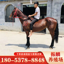 贵州养殖什么样的矮马骑乘马 影视马国产改良马 马匹养殖