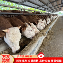 哪里有卖活体现货西门塔尔牛苗 改良黄牛肉牛牛苗多少钱养殖场