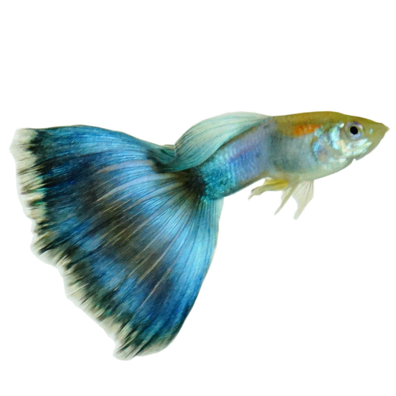 新品孔雀鱼纯种胎生鱼热带鱼繁殖种公鱼凤尾鱼观赏鱼小型下崽狂魔