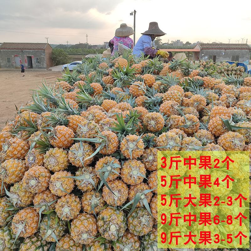 热销徐闻香水菠萝10斤装当季水果新鲜凤梨整箱包邮非泰国小菠萝