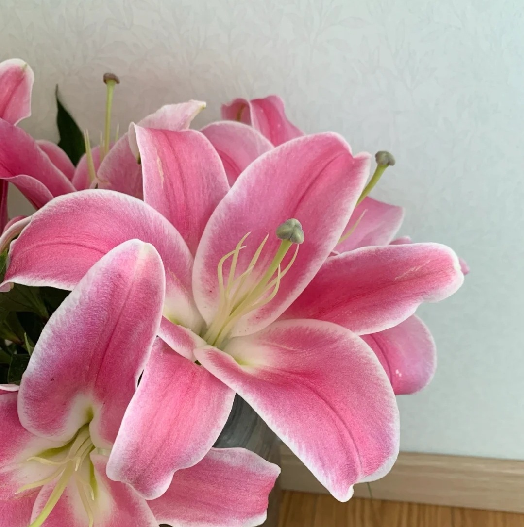 云南昆明基地粉百合索尔邦 梯柏 星光 马龙 罗宾娜粉色百合鲜切花