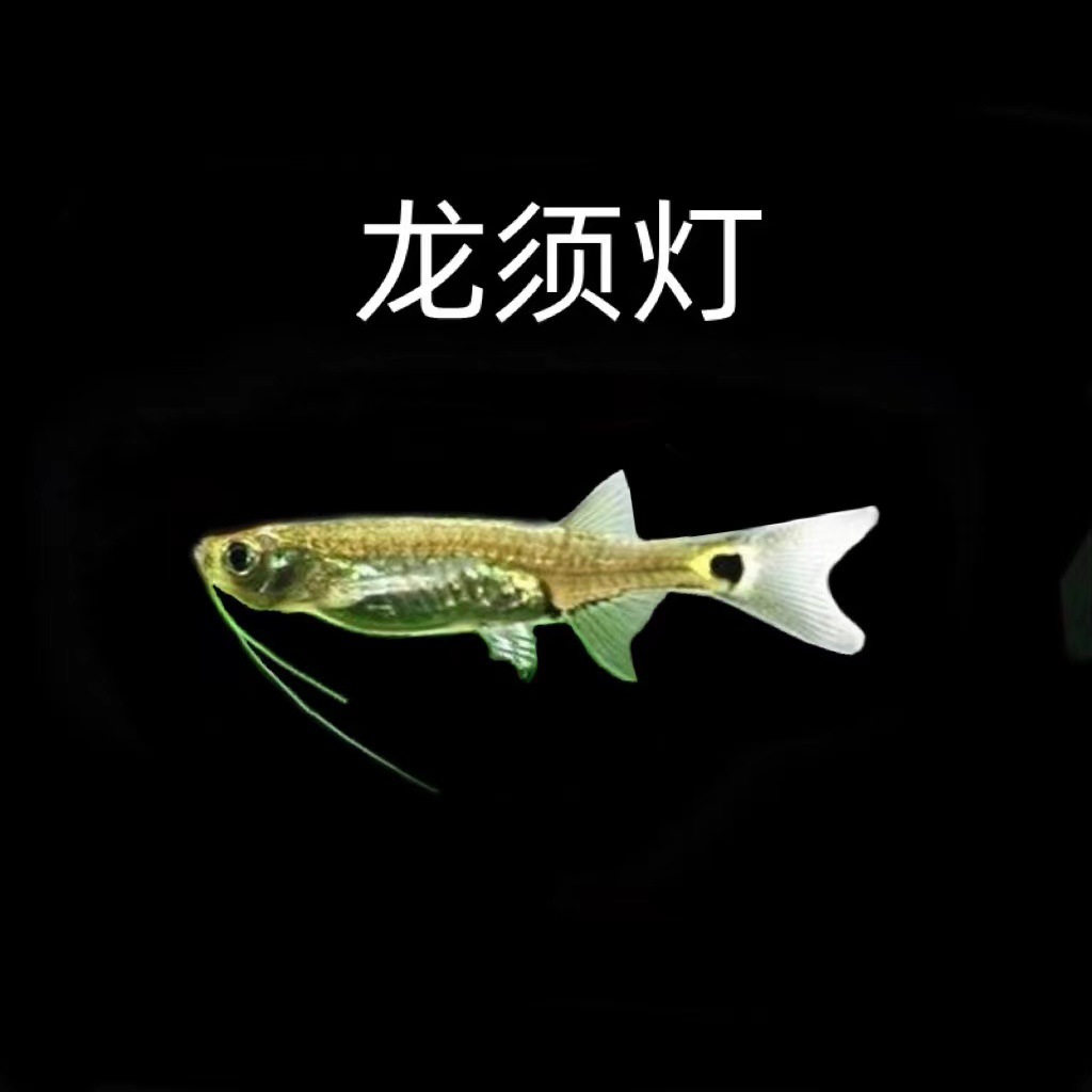 南美龙须灯鱼活体热带鱼清洁鱼草缸工具鱼除油膜鱼好帮手活体批发