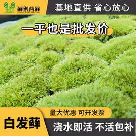 白发藓 青苔藓鲜活微景观绿植盆景桌面假山造景材料植物盆栽