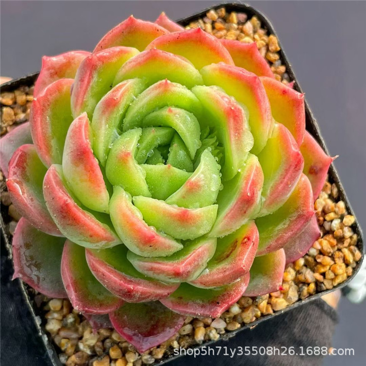 基地多肉植物品种绿色仙气单头果粒橙多肉7颜色状态裸根批发