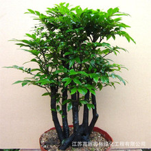 紫檀樹桩小叶紫檀苗盆栽花卉绿植植物小叶紫檀盆景