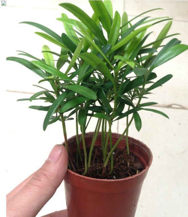 基地直销 罗汉松小盆栽 微景观植物 桌面迷你小盆栽量大优惠-阿里巴巴