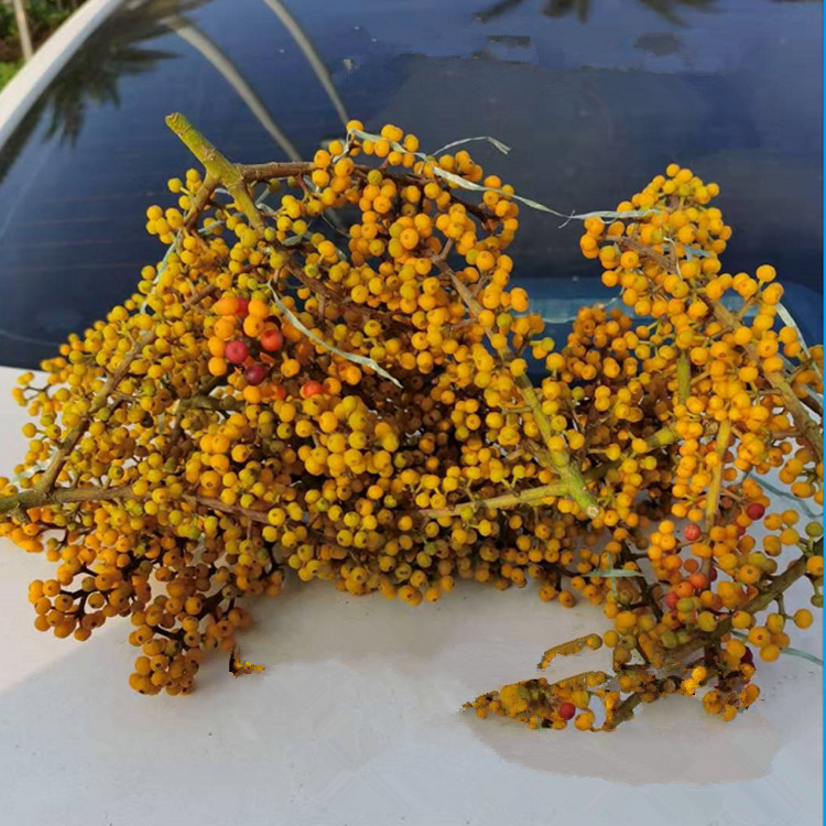 批发鸭脚木种子鸭脚木鹅掌柴吉祥树