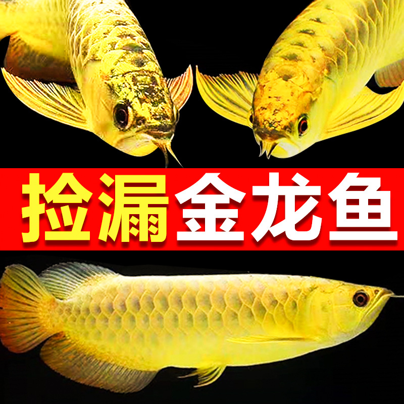 龙鱼幼苗金龙鱼活鱼小金龙红龙鱼观赏鱼苗幼小练手蓝底印尼号半鱼