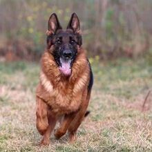 大型纯种德牧幼犬活体纯种德国牧羊犬小狗活物双血统弓背德牧狗仔