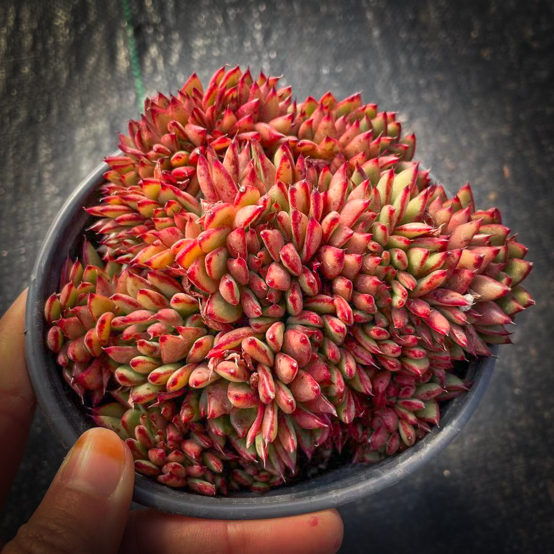 缀化多肉植物老桩 缀化多肉稀有缀化板子 红色四季绿植盆栽萌肉肉