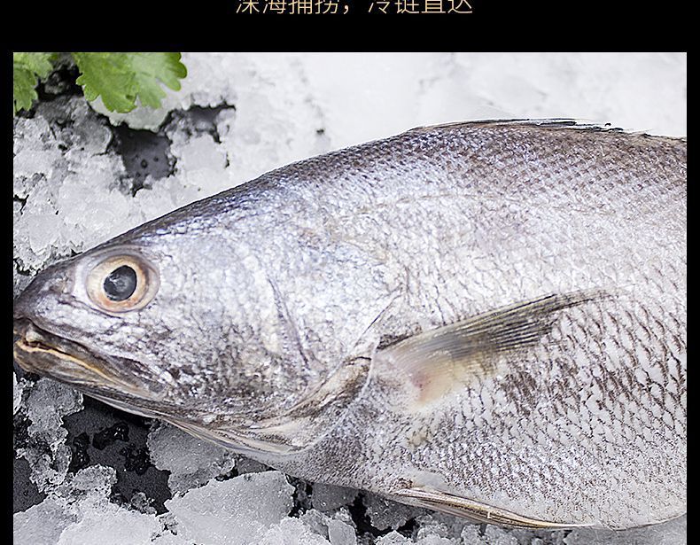 舟山海鲜新鲜深海野生米鱼冷冻鳘鱼鮸鱼敏鱼冰冻鮸鱼海捕水产鲜活