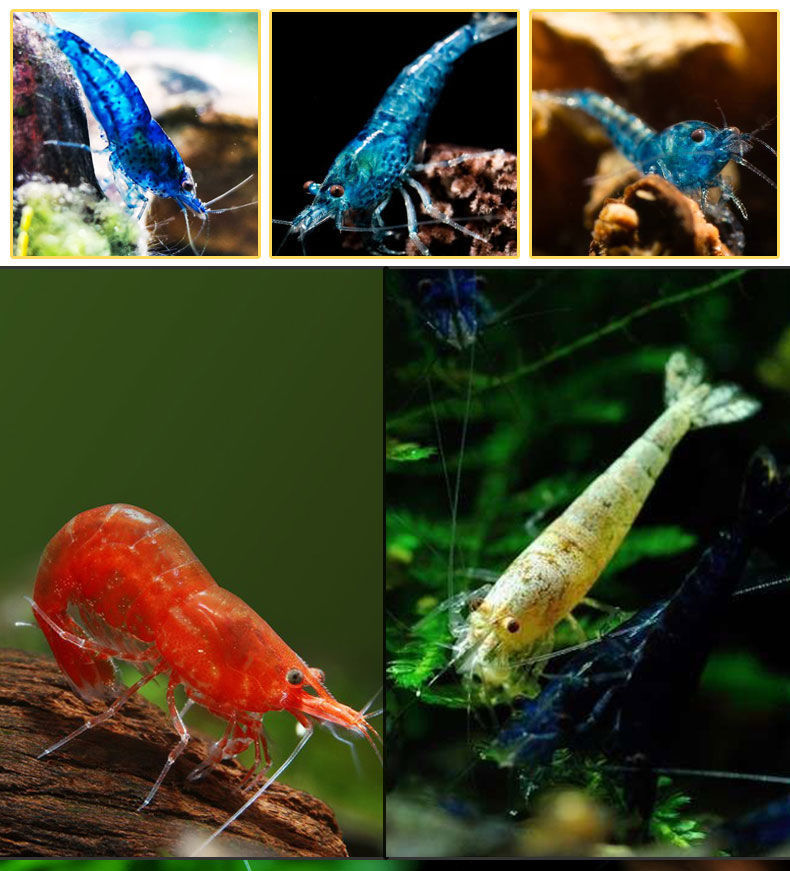 淡水好养观赏水晶虾樱花虾水族草缸除藻工具鲜活米虾宠物小虾螺蟹