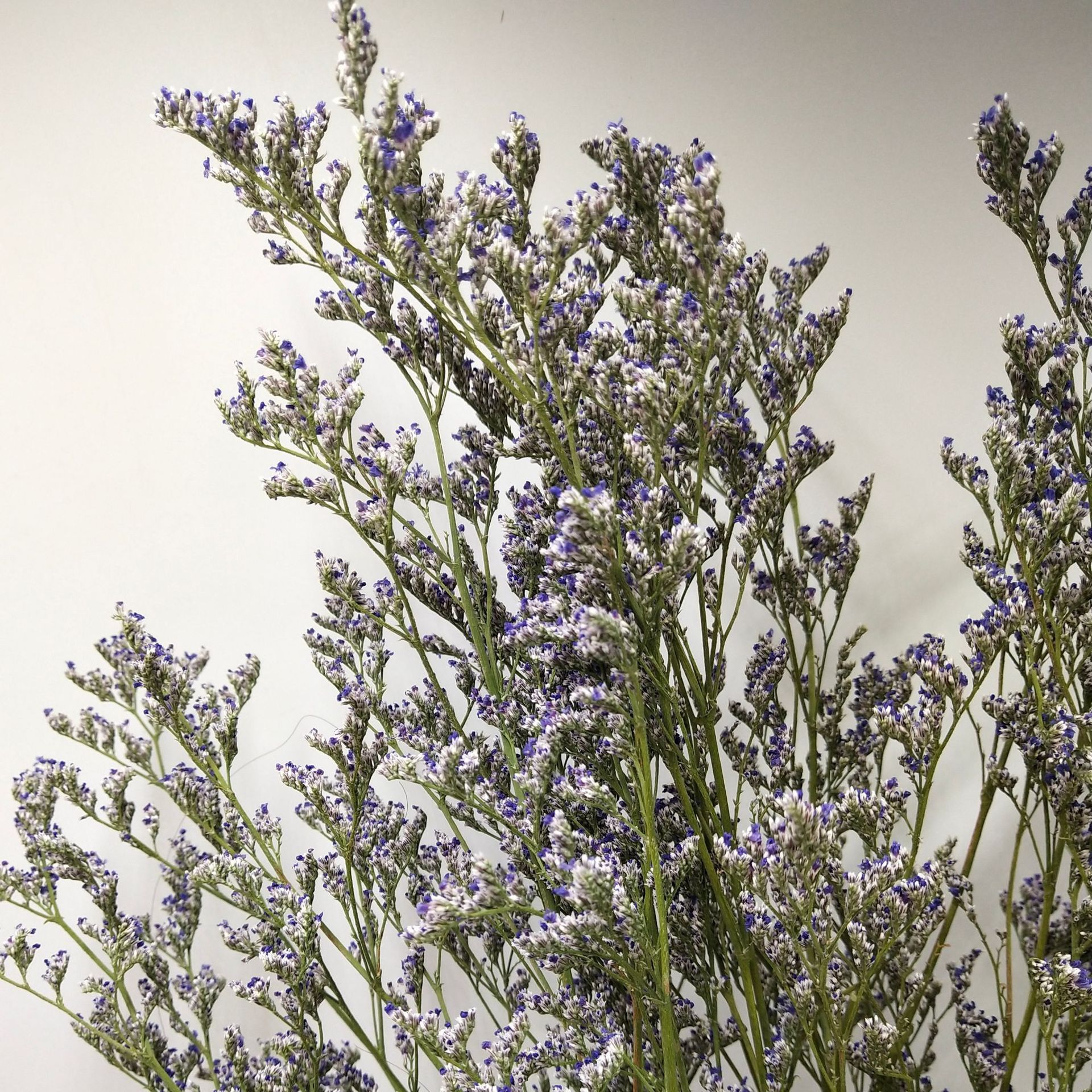 【情人草干花】森系自然干花真花家居装饰花束配草云南厂家批发