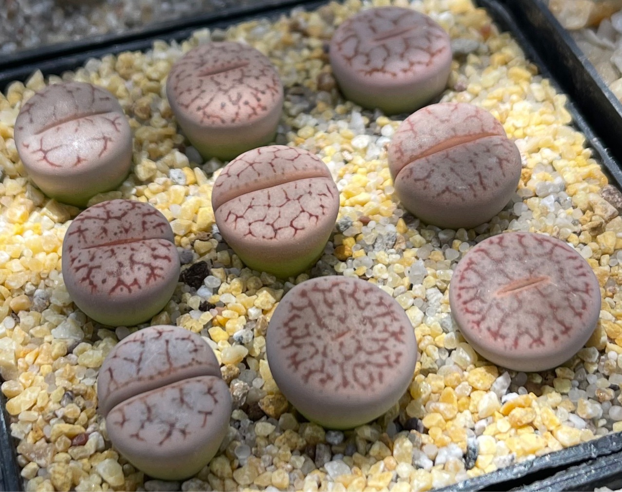 基地直发一件代发盆栽球形番杏科多肉植物生石花曲玉绿植盆栽园艺