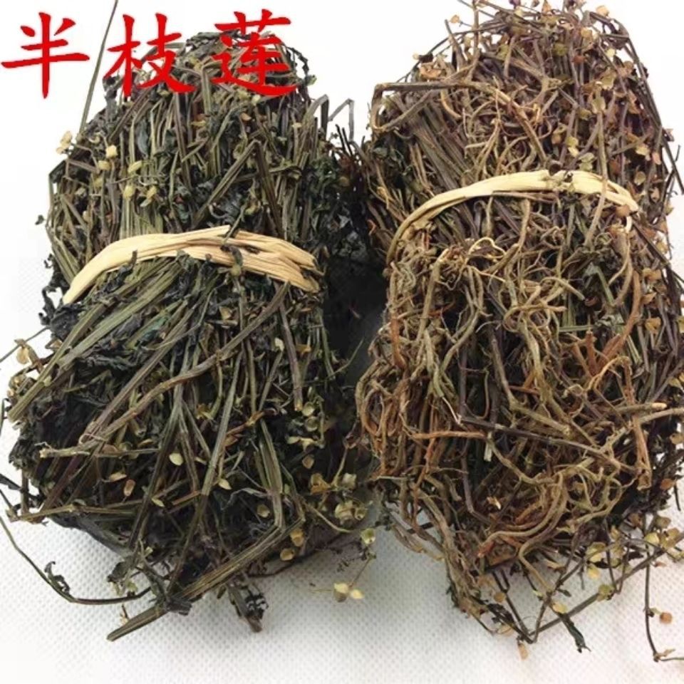 青草半枝莲 狭叶韩信草 四方草 并头草 金挖耳草整