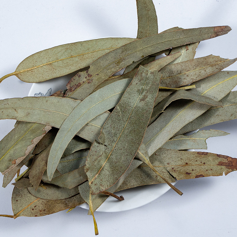 桉树叶 特级大叶桉 橡树叶蓝绿桉叶亳州中药材批发中草药药食同源