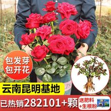 云南玫瑰老桩月季花四季开花室内外阳台庭院盆栽绿植基地新鲜直发