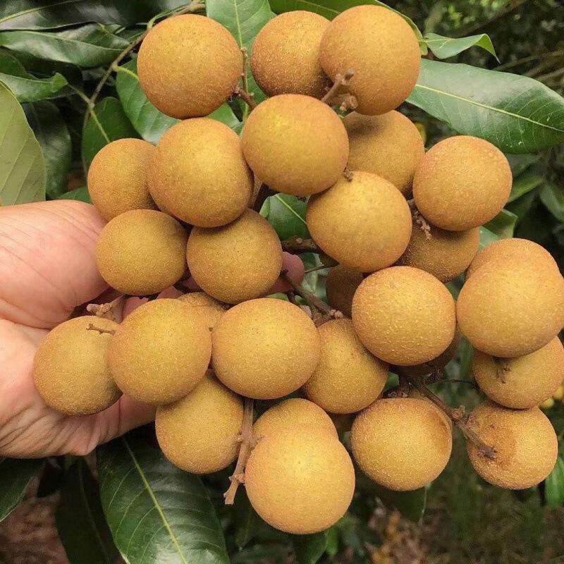 桂圆现摘新鲜龙眼储良石峡应季水果鲜果龙眼新鲜龙眼一整箱批发价