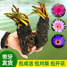 睡莲水培植物四季水养水莲花苗耐寒大睡莲根块荷花睡莲带花苞发货