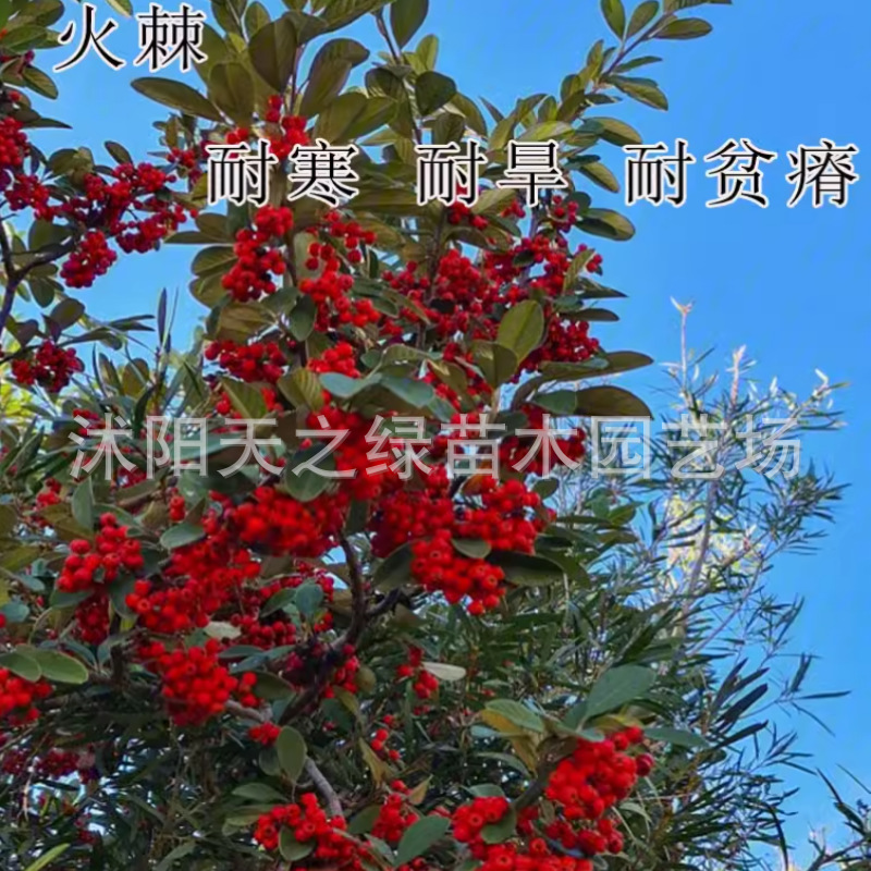 盆栽火棘种子围墙铁篱笆红刺木花卉沙棘火把果种护坡灌木耐旱草籽