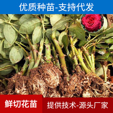 云南基地批发零售 鲜切花卡罗拉玫瑰花苗 月季种苗四季玫瑰小苗