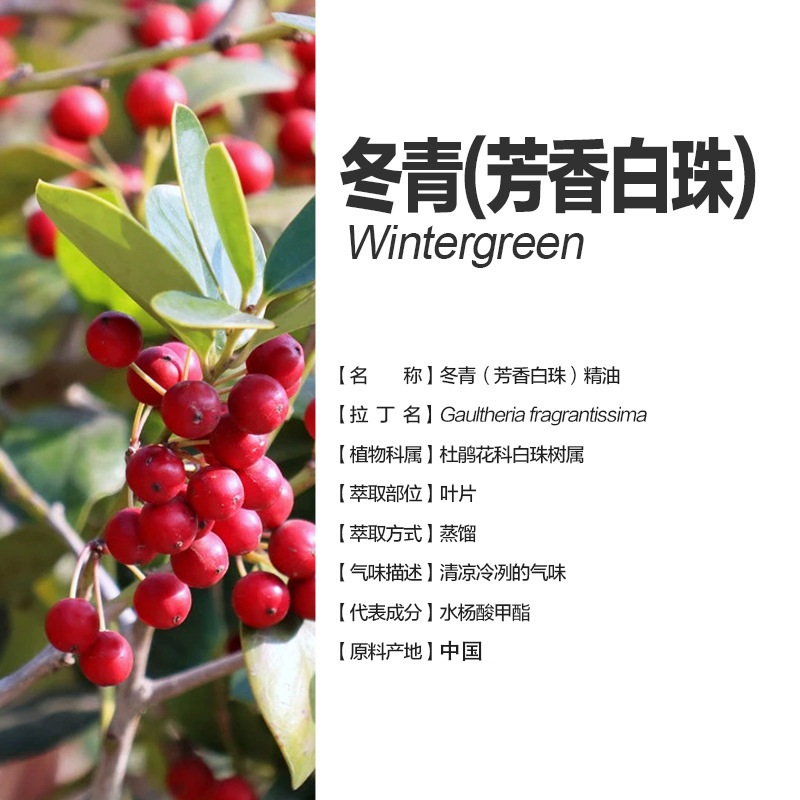 阿甘树冬青芳香白珠树精油单方精油gaultheria fragrantissima