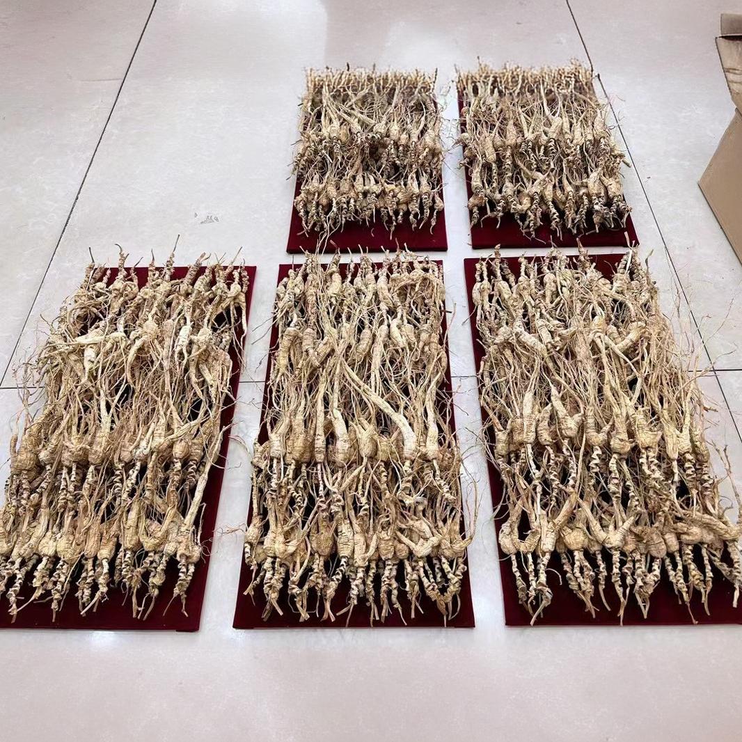 26年林下籽参干参野山参野生人参礼盒装泡酒煲汤长白山人参野山参