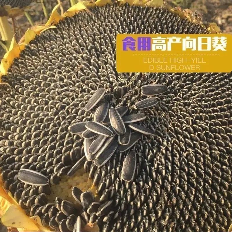 向日葵种子食用型易种高产瓜子种子食用向日葵花籽阳台大田种植