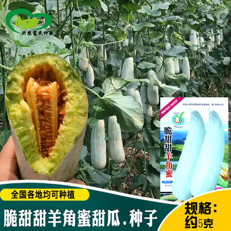 脆甜甜羊角蜜种子 农田菜园肉厚早生甜脆可口清香羊角蜜甜瓜籽