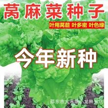 皱叶莴麻菜种子窝鸡菜种籽叶用莴苣莴笋叶曲麻菜春秋四季蔬菜种孑