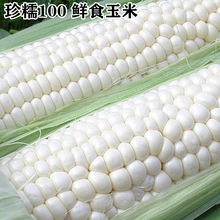 白玉米种子珍珍糯100白糯玉米种子鲜食超甜高产包邮种子四季珍糯