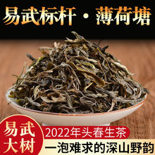 2022年易武普洱茶生茶散茶散装 古乔木头春茶 薄荷塘散料普洱茶