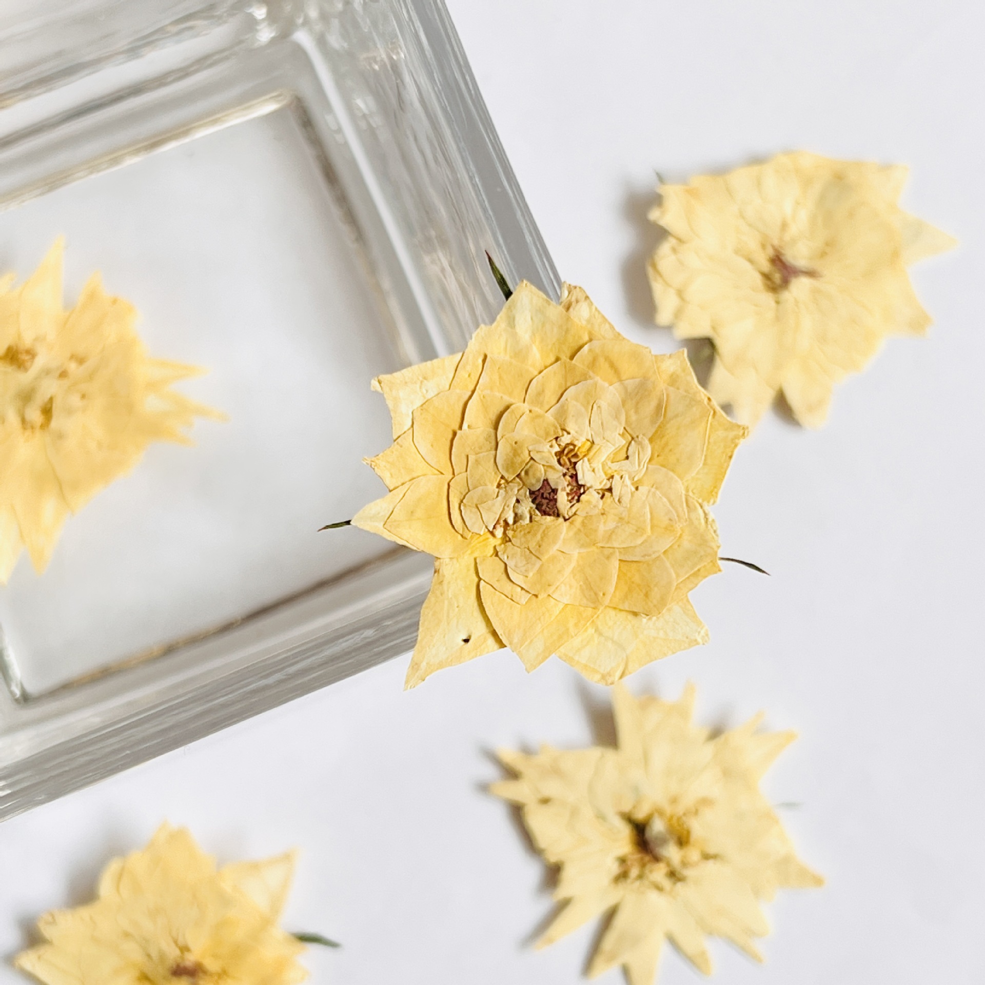干花押花黄玫瑰压花滴胶干花pressedflower dry flower花瓣贴脸妆