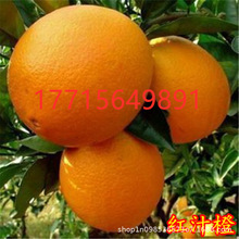 顺丰包邮重庆奉节脐橙子10斤产地直销当季整箱纽荷尔