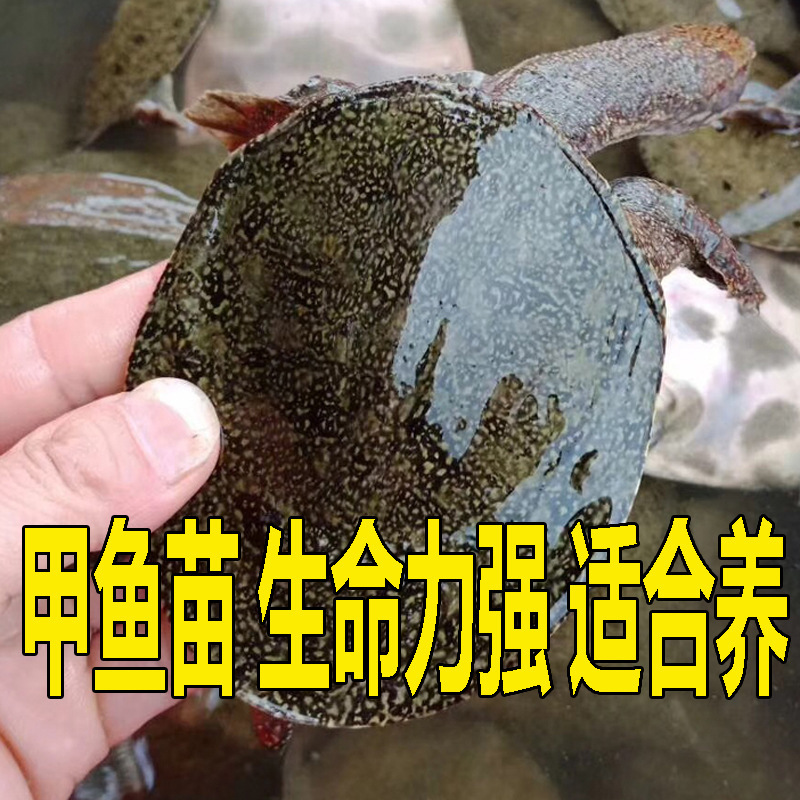 9成交4件浏水鱼香辣鱼干手撕鱼排香辣味鱼排竹签鱼干湖南风味休闲麻辣