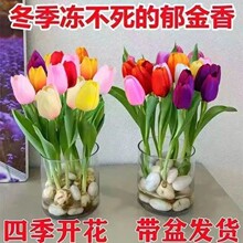 【特价】水培郁金香种球四季开花盆栽花卉植物客厅绿植花卉大全养