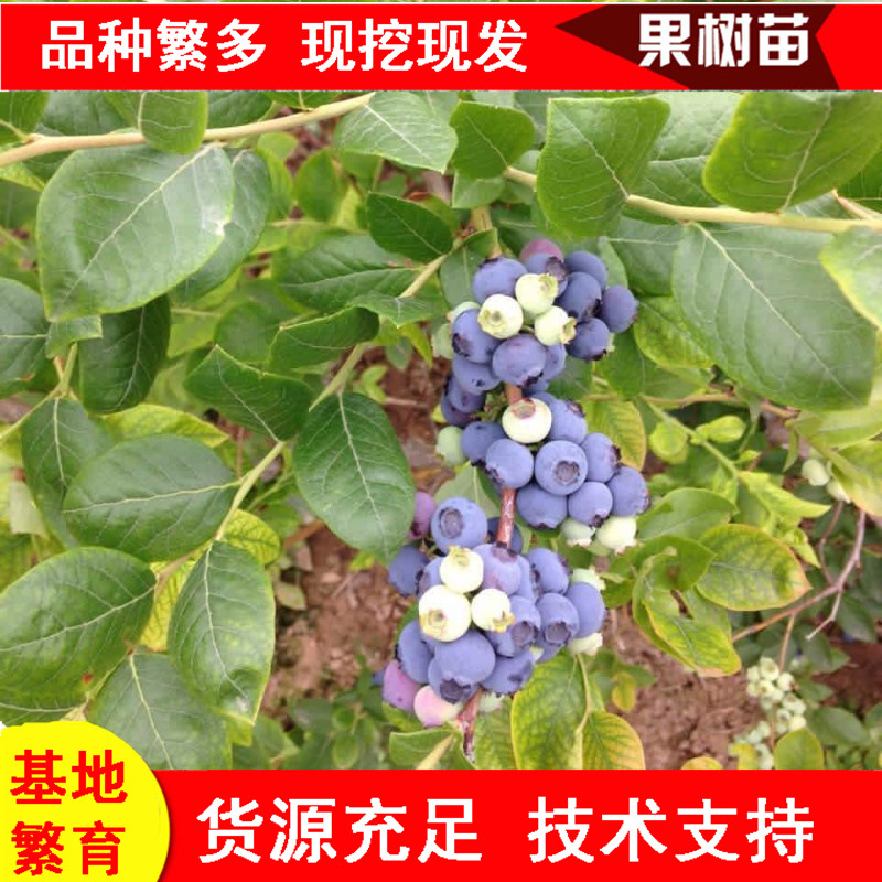 清货处理优瑞卡云雀l奥尼尔绿宝石蓝莓苗 密斯梯薄雾蓝莓苗批发