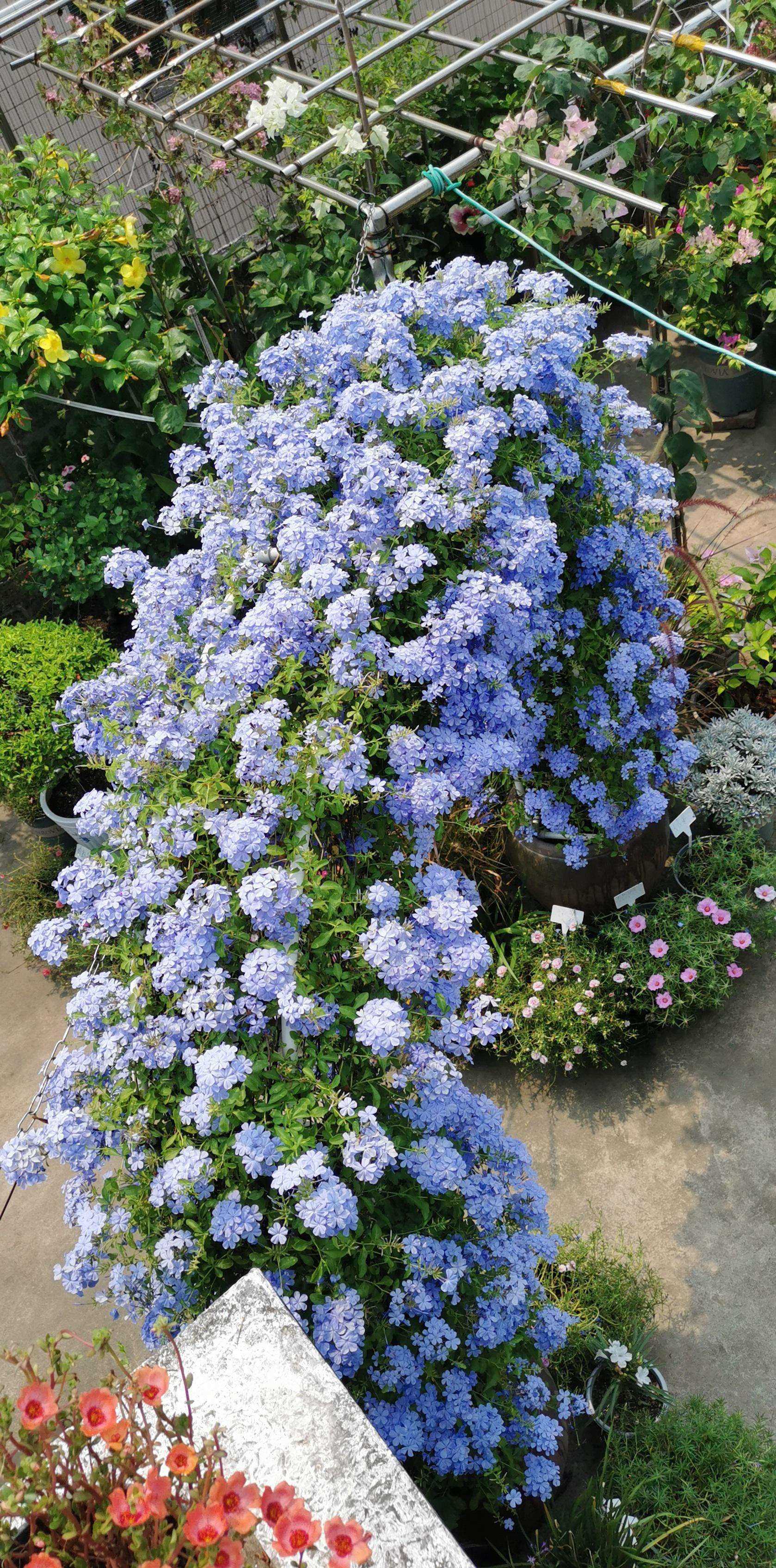 蓝雪花盆栽带花苞棒棒糖爬藤架兰雪花大苗庭院花卉紫藤树苗绿植物