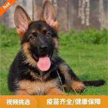 纯种德国牧羊犬幼犬活体工作护卫弓背平背宠物德国牧羊犬德牧价格