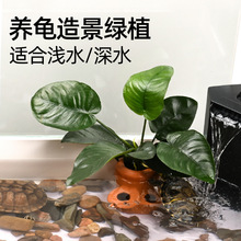 乌龟缸造景水草水培植物养龟专用水榕草鱼缸水草阴性真植物装饰用