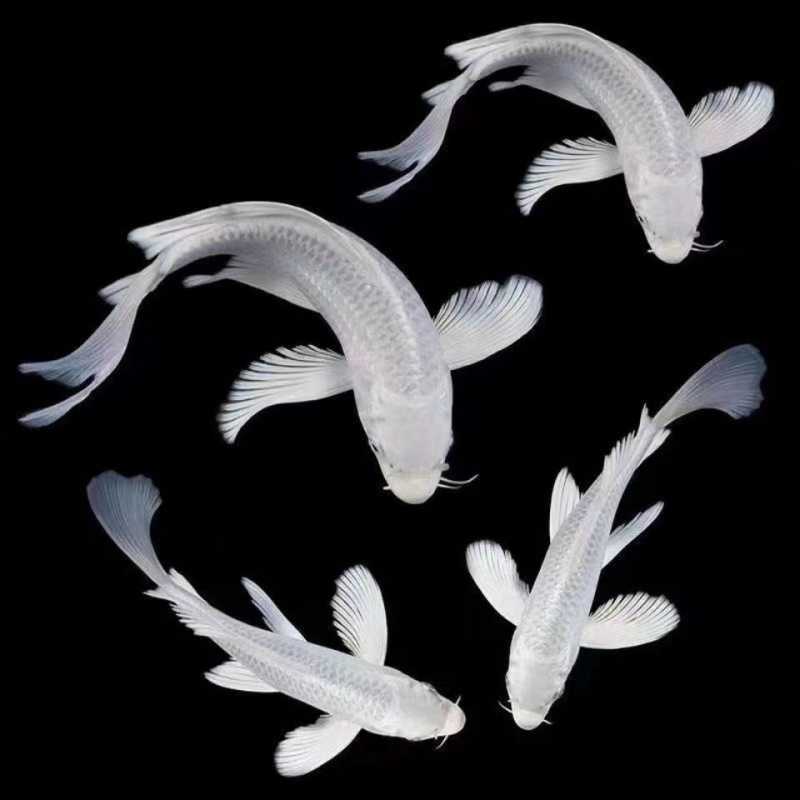 纯种龙凤锦鲤黄金龙凤淡水鱼 黑金龙凤白金龙凤冷水鱼风水鱼