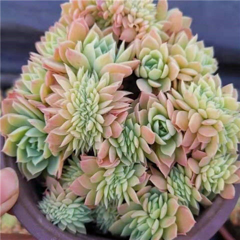 超级精美多肉三色堇缀化控养小老桩阳台情人节小盆栽