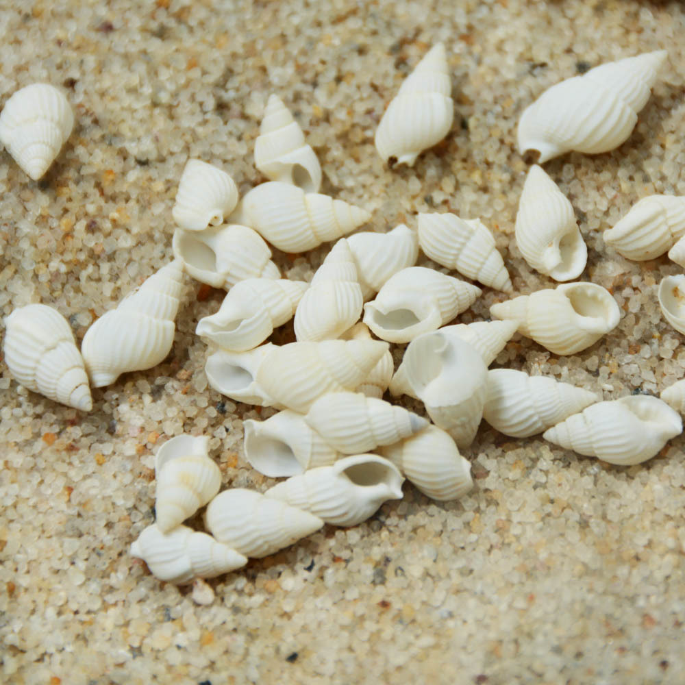 厂家直销海螺贝壳热卖小白螺工艺品原材料批发鱼缸造景diy材料