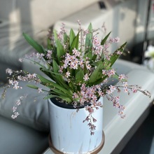 石斛兰盆栽带花文心兰苞阳台窗边室内桌面花卉奶油香植物跨境专供